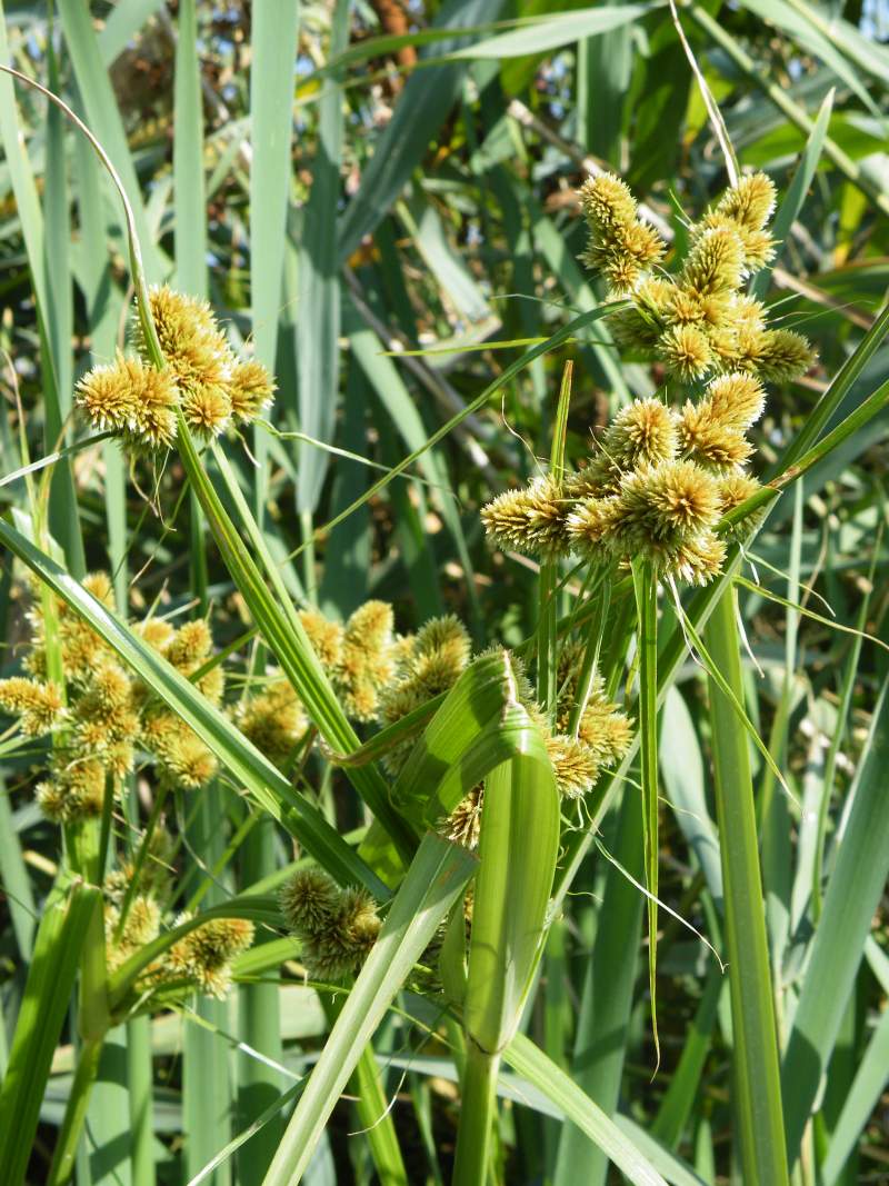 Cyperus glomeratus